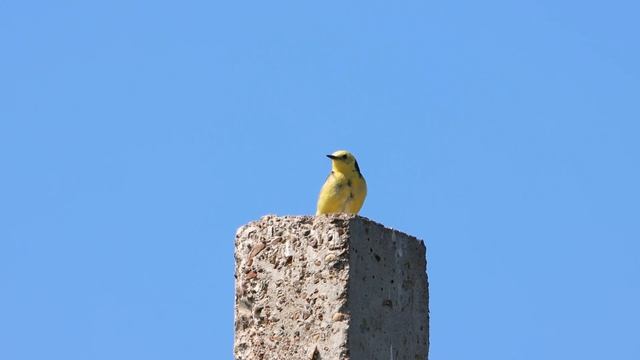 Желтоголовая трясогузка смотреть онлайн
