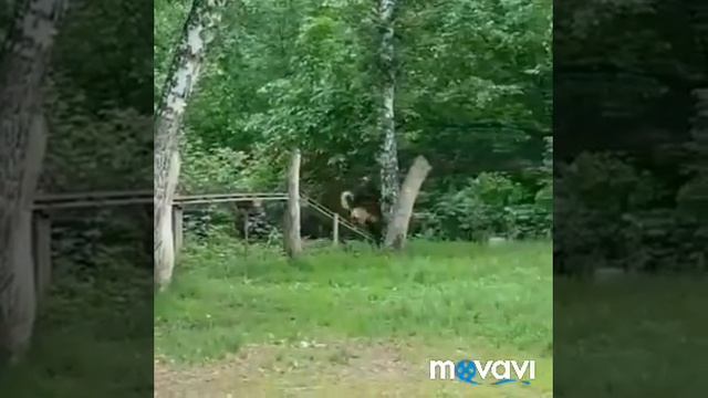 Дори на полосе препятствий. смотреть онлайн