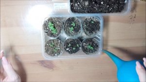 Антирринум. Выращивание от посева до цветения.