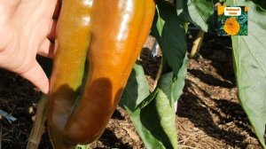 ПЕРЦЫ-ГИГАНТЫ В ОТКРЫТОМ ГРУНТЕ ПО СОРТАМ.