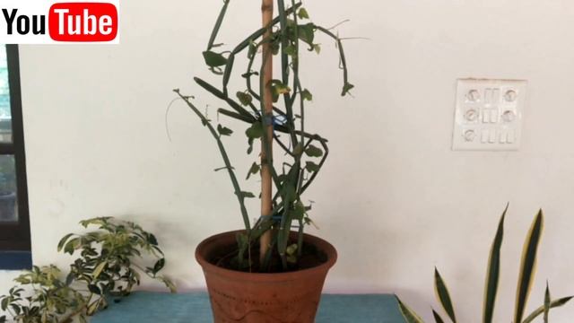 How to Grow and Use Hadjod | Medicinal benefits of Vajravalli | टूटी हुई हड्डी का आयुर्वेदिक इलाज смотреть онлайн