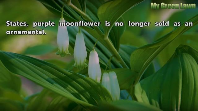 How Big Does a Moonflower Get? смотреть онлайн