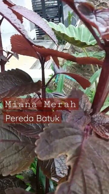Tanaman Obat Pereda Batuk смотреть онлайн