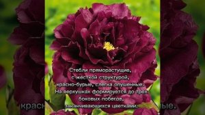 Пион Black Beauty: сокровище сада.  Все о сорте. #пионBlackBeauty#черныйкрасавец