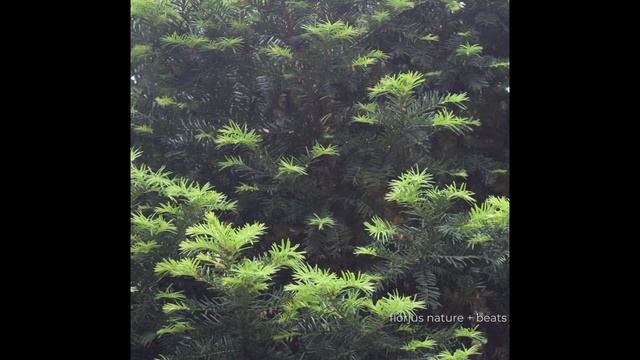 Yew (Taxus Baccata) смотреть онлайн