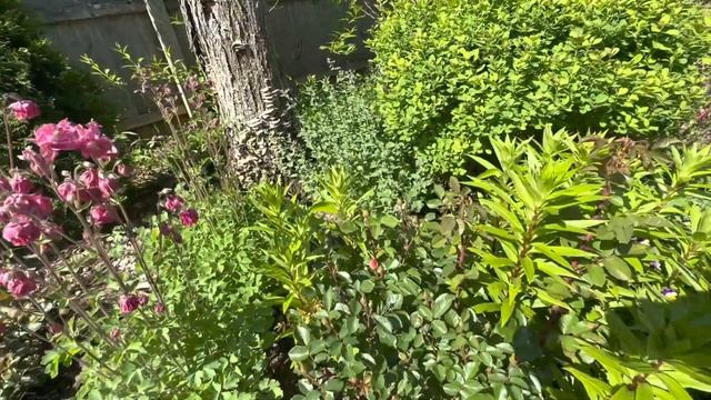 🫨неожиданные гости в моем 🌺🌸🌼цветущем «ТАИНСТВЕННОМ САДУ»25мая2023год💐 смотреть онлайн