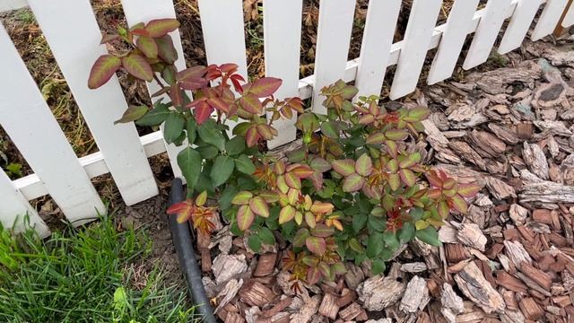 Как ИЗМЕНИЛСЯ мой САД за лето! Какие ПЛАНЫ на будущий сезон! смотреть онлайн