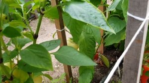 Сорт перца Князь серебрянный 04,08,2023