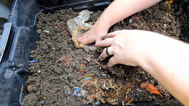 DIY WORM BIN AT 3 MONTHS OLD смотреть онлайн