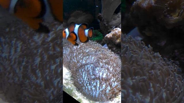 Movie g tongue coral. Wow ! смотреть онлайн