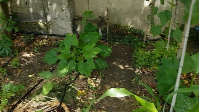 Préparons le potager d'hiver. Semons des choux. смотреть онлайн