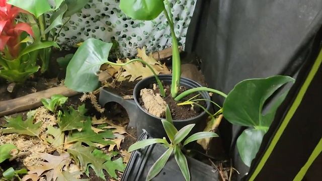 TONS of changes and NEW REPTILES! Reptile Room Progress Update смотреть онлайн