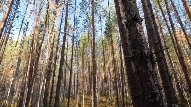 день рождения в тайге смотреть онлайн