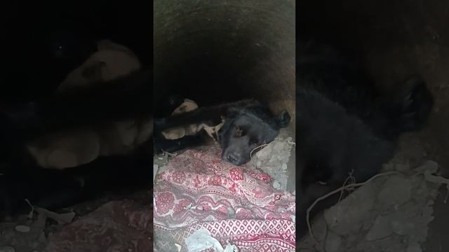 Щенята подросли.Мама Оливия их кормит#спасение_и_помощь #собакадругчеловека #dog #собака #пёсик смотреть онлайн