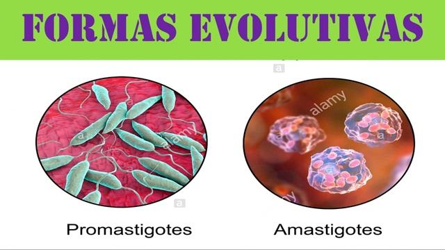 FORUNCULO DE JERICO Leishmaniasis FHD смотреть онлайн