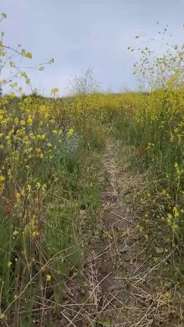 Marview Trail in Thousand Oaks a Bit Overgrown with Black Mustard Plants смотреть онлайн