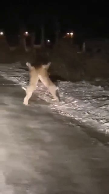 зайцы танцуют на дороге смотреть онлайн