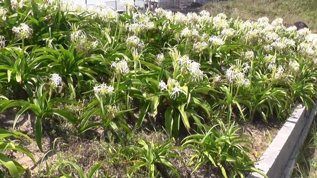 夏の涼・ハマユウSummer of coolness, crinum смотреть онлайн