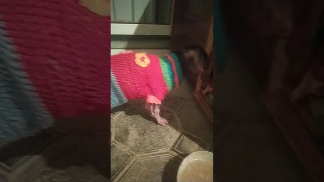 Куриный бульон для щенка в яркой безрукавке😂 смотреть онлайн
