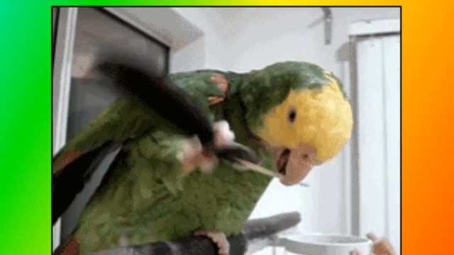 Прикольные и забавные животные.Прикола с животными.Fanny animals.Забавные животные смотреть онлайн