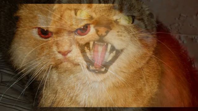 смешные коты(4) смотреть онлайн