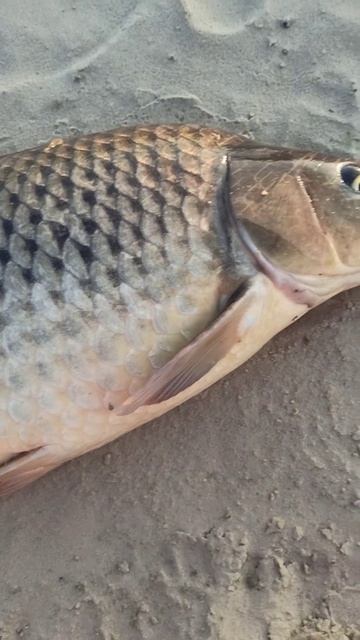 Огромный САЗАН, река Припять #shorts #fishing #рыбалка смотреть онлайн