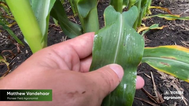 Scouting Fields for Leaf Diseases After Rain Events смотреть онлайн