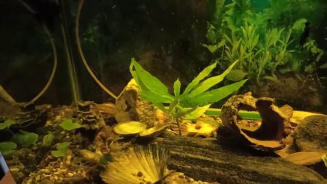 скалярии и сомы для релакса смотреть онлайн