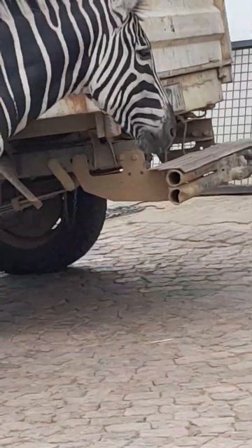 Как стать звездой . #озвучка #юмор #humor #plusonemoreday #southafrica #зебра #zebra смотреть онлайн