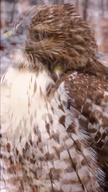 I Filmed a Red-Tailed Hawk #film #diginmedia #photography смотреть онлайн