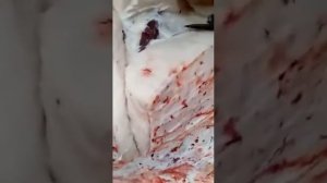 🐻Разделка медведя. Зацените шубу из толстого слоя подкожного жира. Не Якутия 😮