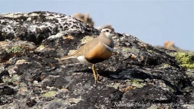 Eurasian Dotterel, Charadrius morinellus, Keräkurmitsa, Kiilopää, Sodankylä, Inari, Finland смотреть онлайн