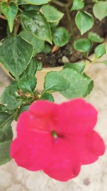 Multi Colour Impatiens Flower flowering #gardening #nature смотреть онлайн