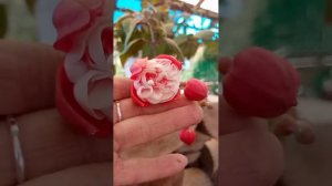 Чем же отличается фуксия Swingtime от фуксии Golden Swingtime? На мой взгляд.