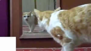 Смешные кошки до слёз - кошки у зеркала!
