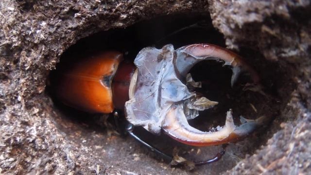 Lucanus cervus akbesianus - Stag Beetle / Hirschkäfer смотреть онлайн
