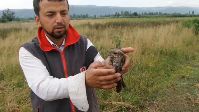 Çoban aldatan kuşu , Nightjar bird , caprimulgus europaeus смотреть онлайн