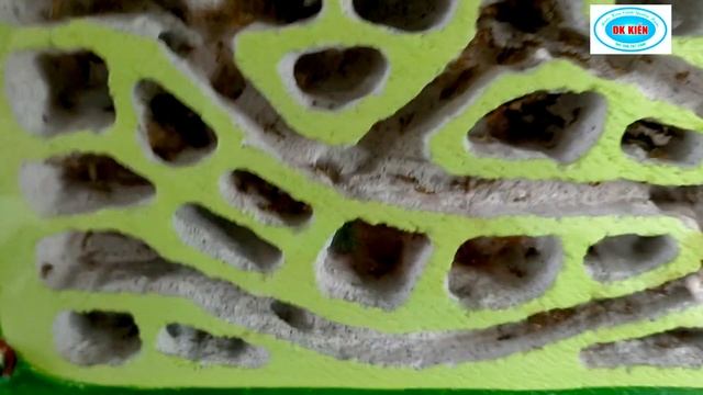 Nuôi Kiến cảnh có dễ không? Những chia sẻ của mình sẽ giúp bạn có lựa chọn phù hợp. смотреть онлайн