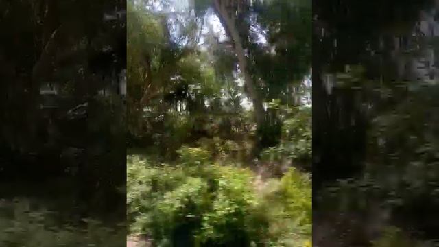 Wheat 🌾 fields of Pakistan through train/ Punjab train/ Punjab wheat смотреть онлайн