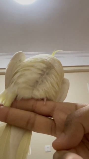 18+ Bird rubs her bum on me #funnyvideo #animals #shorts #bird смотреть онлайн