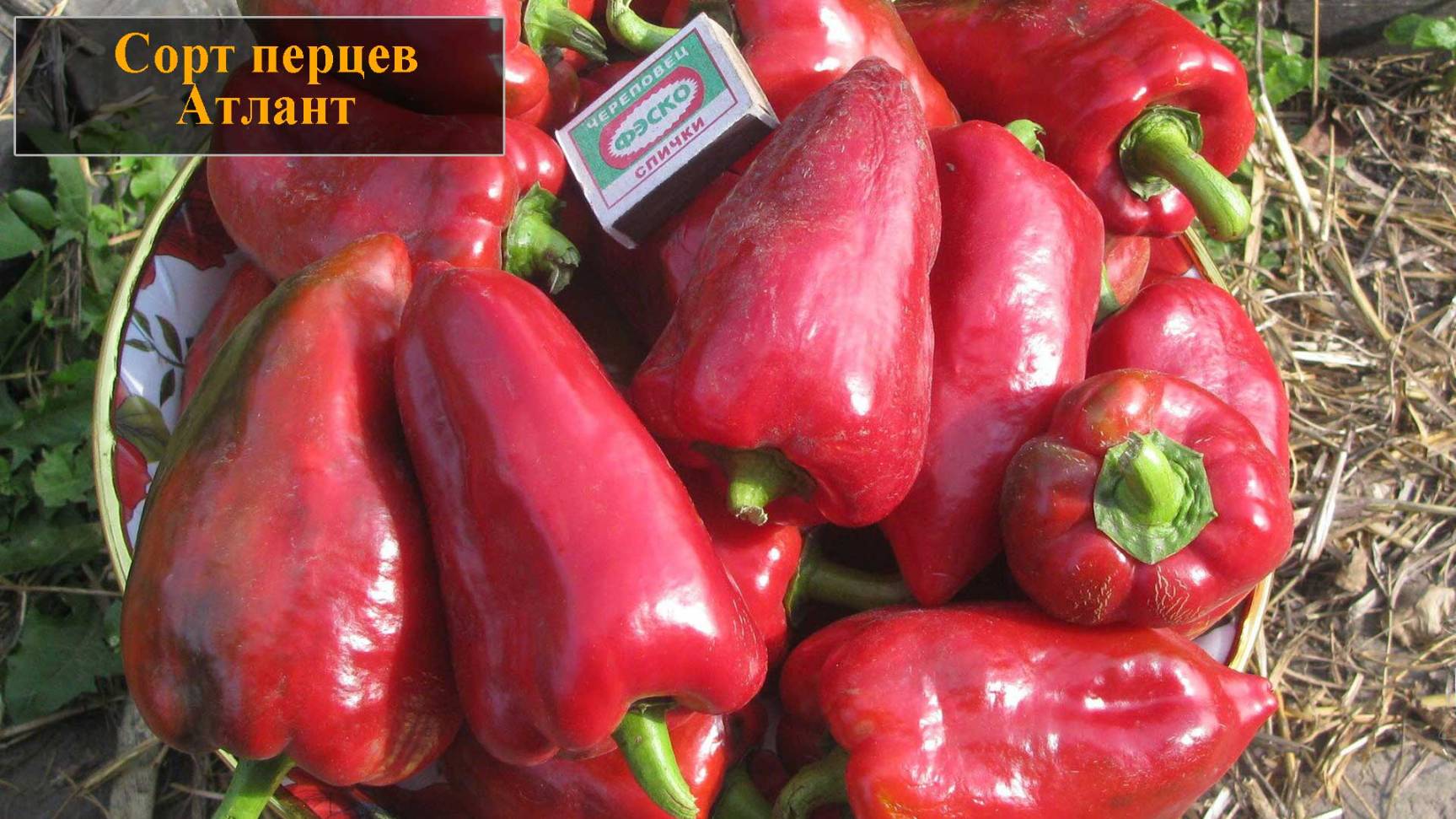 Сорт перца Атлант смотреть онлайн