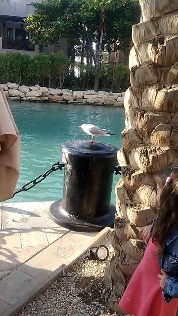 Jumeira dubai 2018 смотреть онлайн