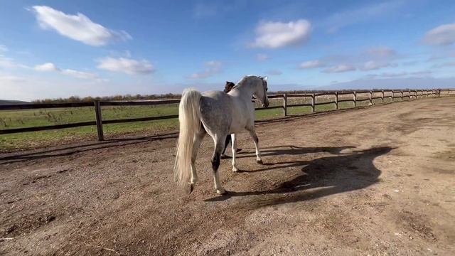 Vid / Вид смотреть онлайн