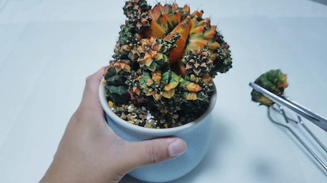 Gymnocalycium Cactus - Depupping смотреть онлайн