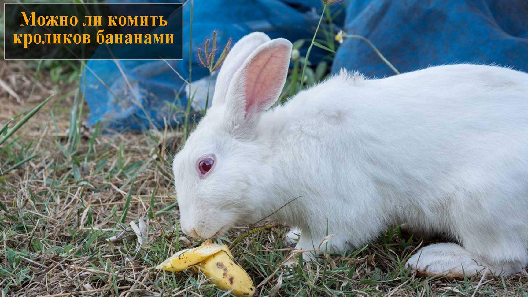 Можно ли кроликам бананы
