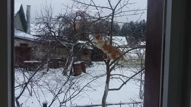 Детективная история: куда пропадает сало? (часть первая) смотреть онлайн