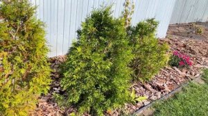 ОБЗОР УЧАСТКА НА ШЕСТИ СОТКАХ! Всё, что успели сделать в этом сезоне.