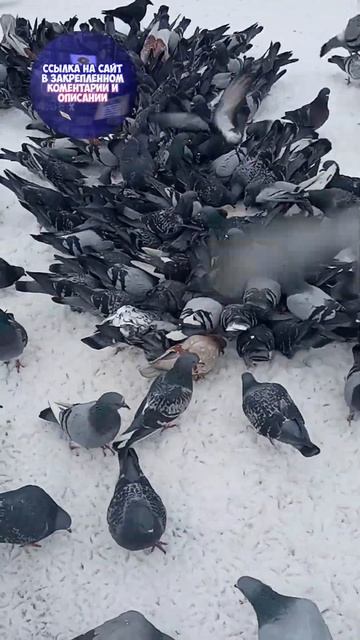 Голуби дерутся за еду | Shorts смотреть онлайн