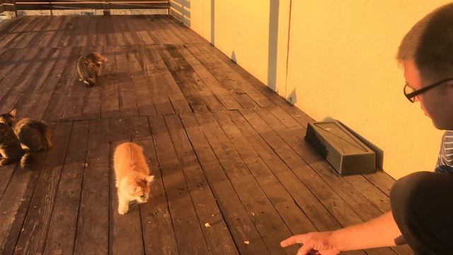 Как приманить котят?!… смотреть онлайн