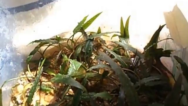 how to grow emersed cryptocoryne смотреть онлайн